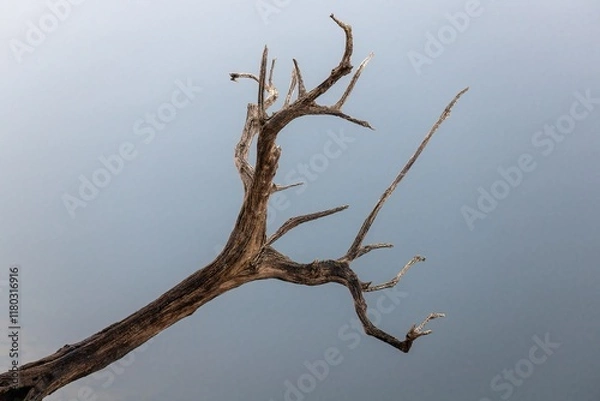 Fototapeta Close-up of a weathered, dry tree branch against a soft, gradient sky, highlighting natural textures and the beauty of simplicity in nature