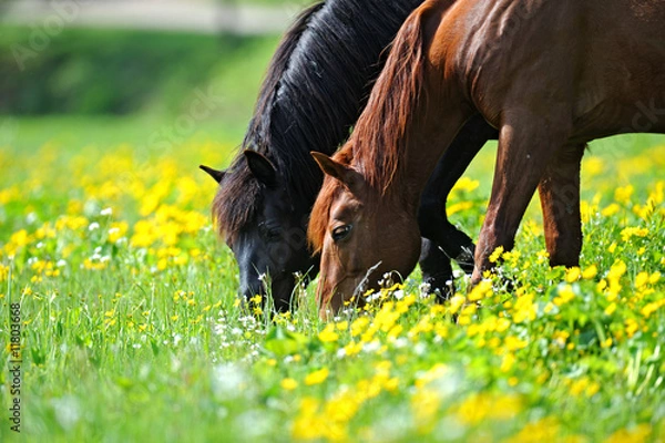 Fototapeta Horse