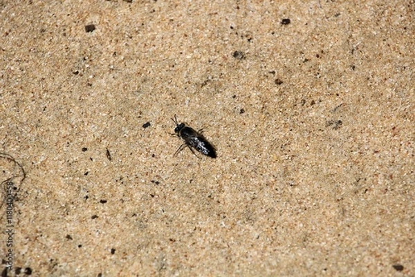 Fototapeta Sand Wasp (Bembix) searching for prey, South Australia