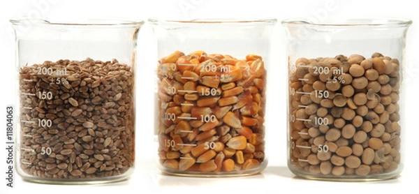 Obraz wheat, corn, soy seeds grain