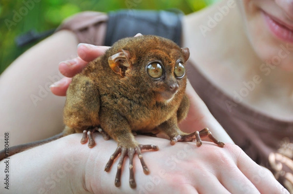 Obraz Tarsier