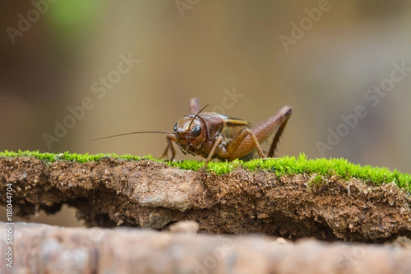 Obraz Close up House cricket (Acheta domestica)