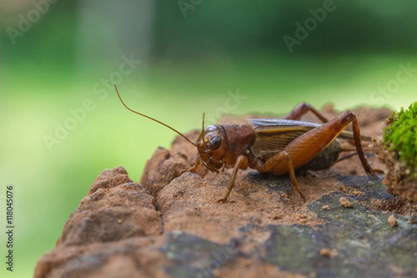 Obraz Close up House cricket (Acheta domestica)