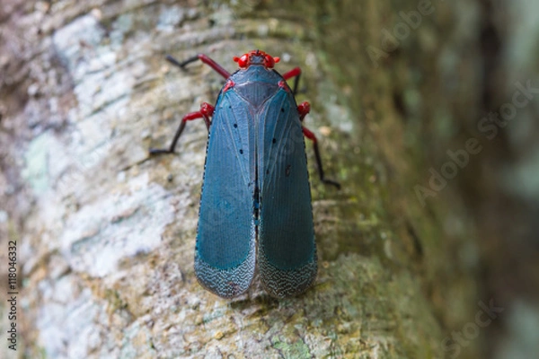 Obraz close up Lanternflies on tree