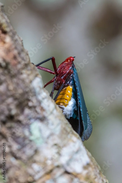 Obraz close up Lanternflies on tree