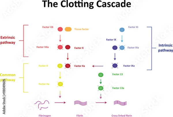 Fototapeta The Clotting Cascade Labeled