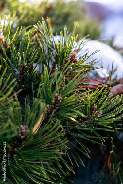Fototapeta close-up of a pine tree 