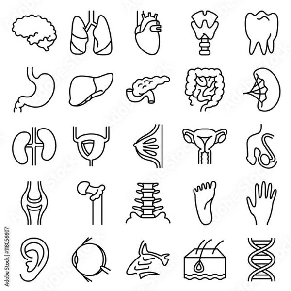Fototapeta Vector black and white thin simply icons set with human organs. Science and medical minimalistic glyphs