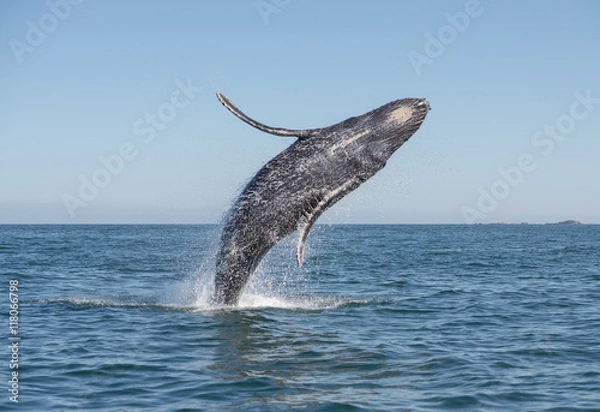 Obraz Humpback Whale Breaching