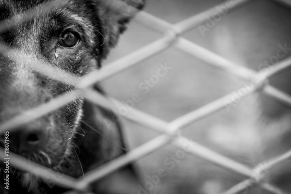 Obraz Opuszczony pies