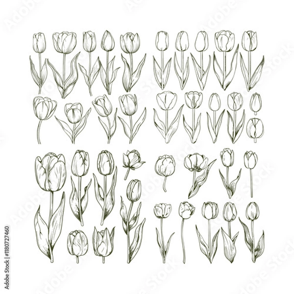 Fototapeta Set of tulip flower hand drawn engraving design vector template illustration