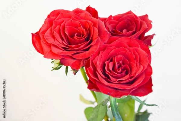 Fototapeta 赤いばら