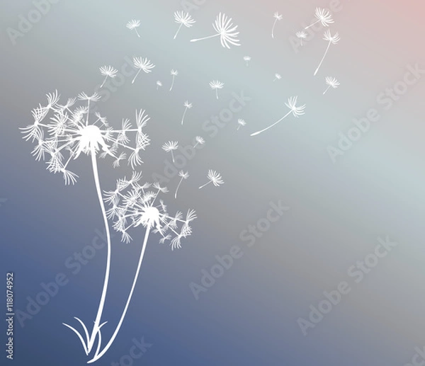 Fototapeta abstract card with dandelions vector background