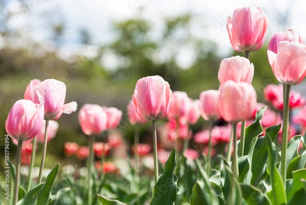 Fototapeta Pink tulips of the "Angelique" variety blooming against a blurred sky and lush greenery background, creating a serene and vibrant floral scene perfect for postcards or designs with copy space