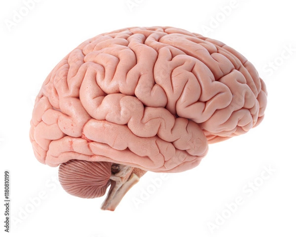 Obraz realistic human brain anatomy, internal organ, isolated on a white background with a clipping path cutout.