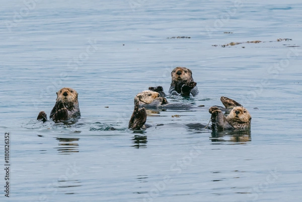 Obraz Sea otters floating in Glacier Bay National Park in southeast Alaska 
