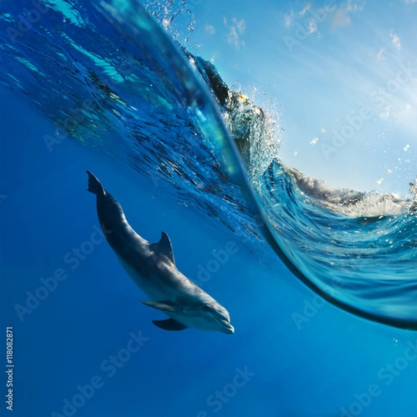 Obraz delfin pływający pod wodą