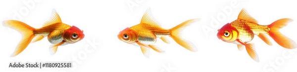 Fototapeta three colorful goldfish. each with vibrant orange and yellow scales. swimming in a row against a white background the design emphasizes their playful nature and beauty. making it suitable for decorati