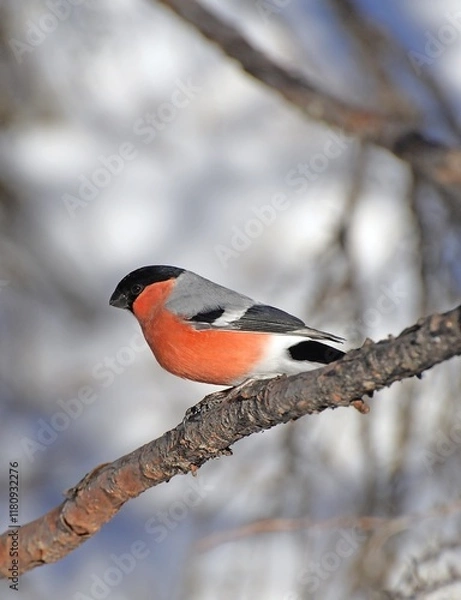 Obraz spotted woodpecker