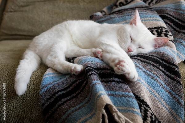 Obraz White cat sleeping on a blanket.