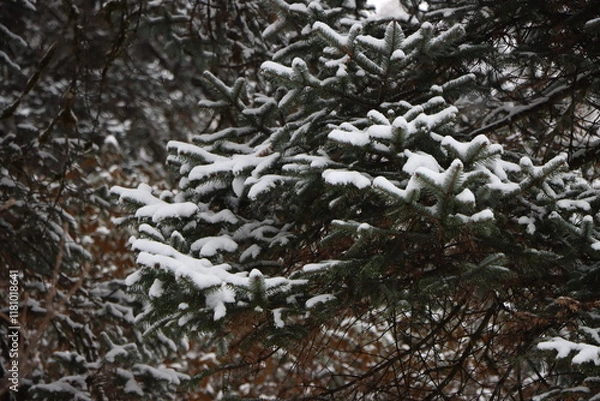 Obraz snow covered pine tree