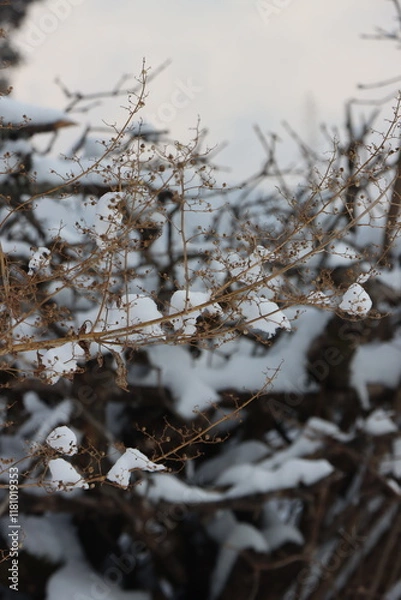 Obraz tree in the snow