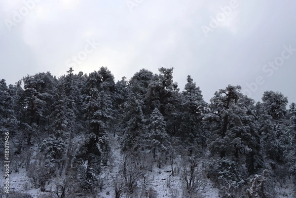 Obraz trees in snow