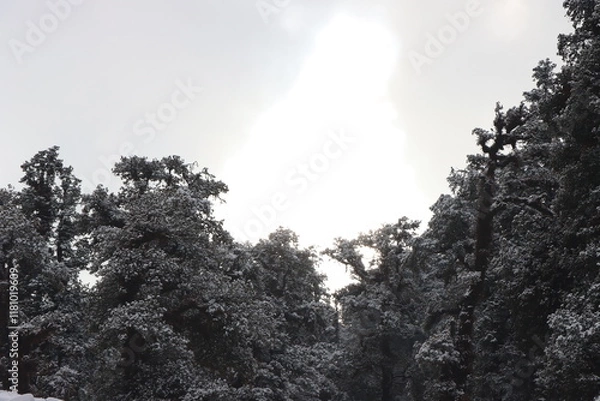 Obraz trees in the mountains