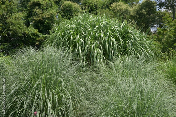 Fototapeta パンパスグラス　草模様