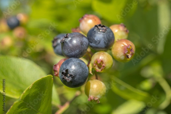 Fototapeta ブルーベリー畑