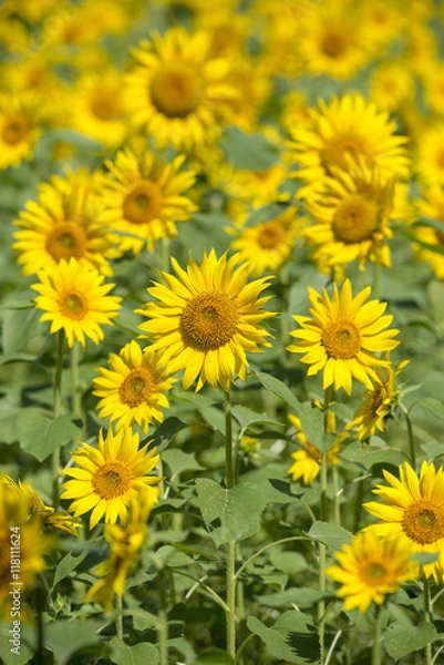 Fototapeta ひまわり畑