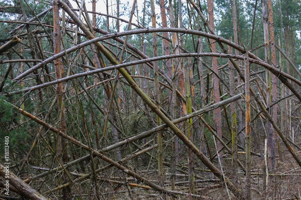 Obraz Kiefernstämme