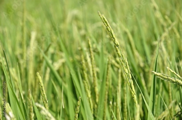 Fototapeta 実りの耕地