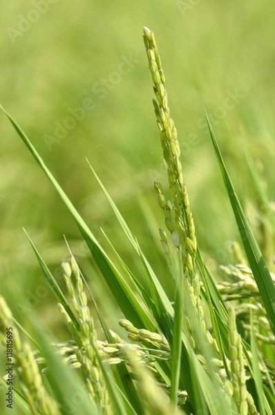 Fototapeta 実りの耕地