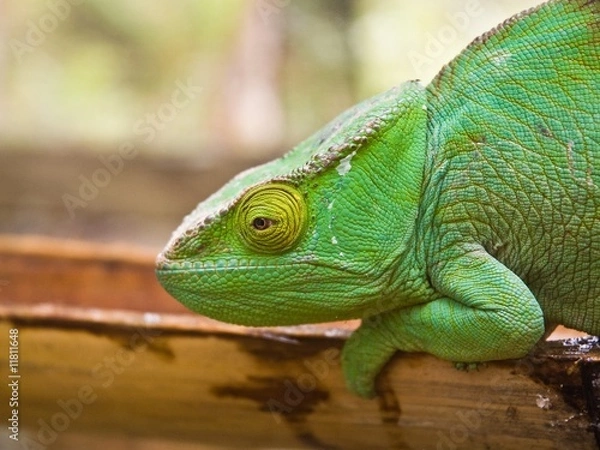 Obraz Parson's Chameleon (Chamaeleo Parsonii)