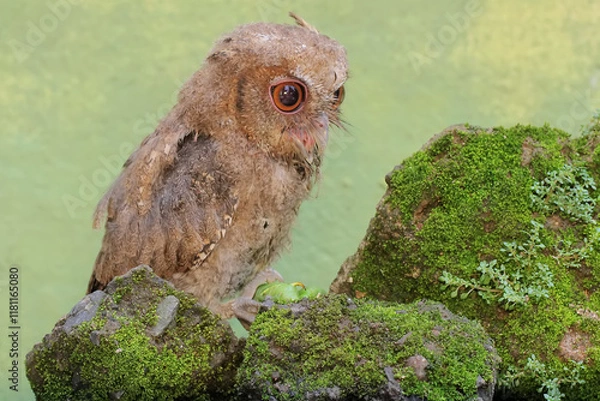 Fototapeta A Javan scops owl preys on a green caterpillar on moss-covered ground. This nocturnal bird has the scientific name Otus lempiji.