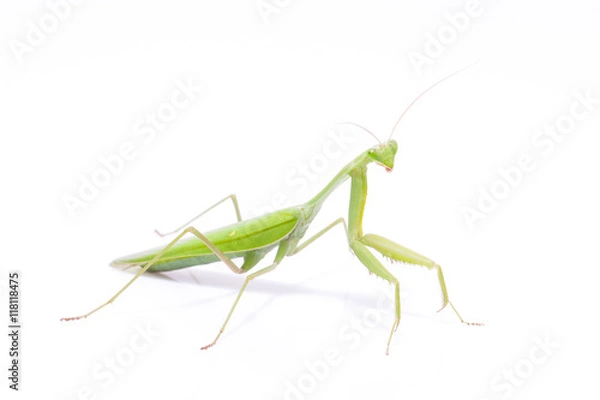 Obraz Green mantis isolated on a white background 
