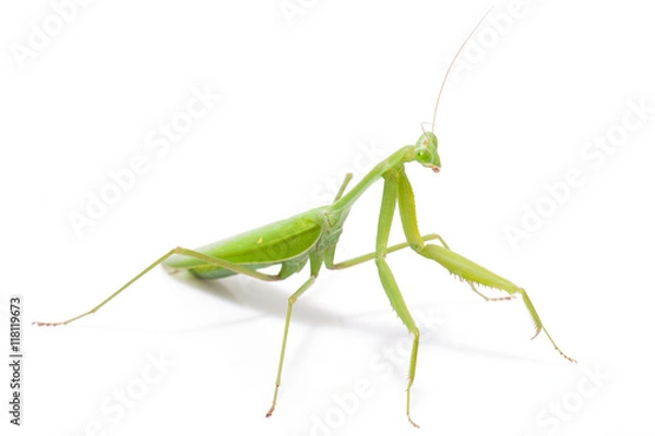 Obraz Green mantis isolated on a white background 