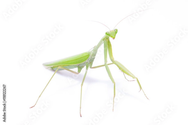 Obraz Green mantis isolated on a white background 