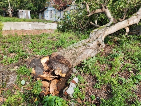 Fototapeta Fallen Tree Trunk and Exposed Roots in a Greenery Setting