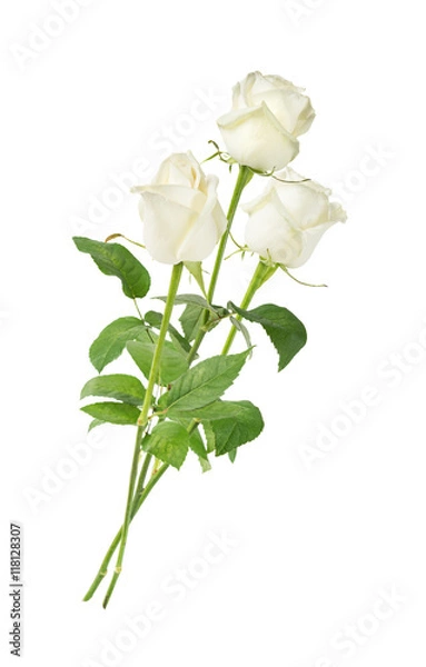 Obraz White roses on a white background