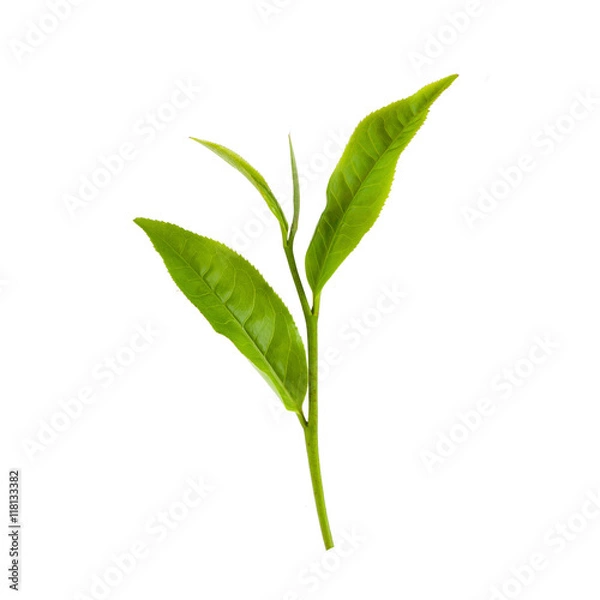 Obraz Green tea leaf isolated on white background