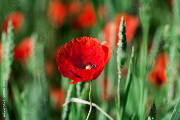 Obraz red poppy field