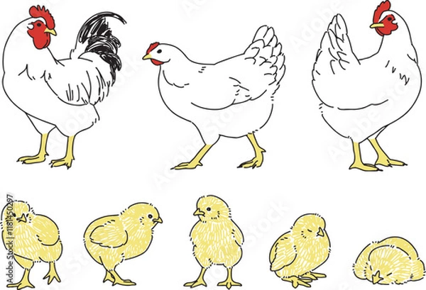 Fototapeta ニワトリとひよこのさまざまなポーズセット