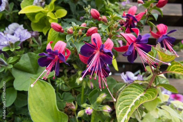 Fototapeta フクシアというお花