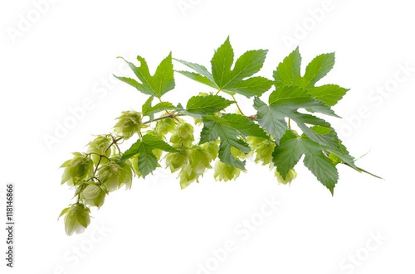 Obraz hop on the white background