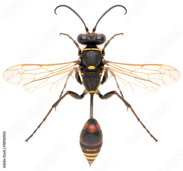 Fototapeta Wasp Sceliphron curvatum or mud wasp isolated on white background, dorsal view.