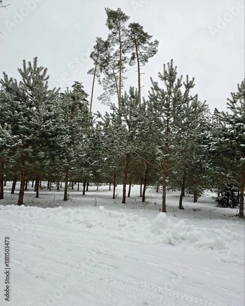 Fototapeta snow covered trees