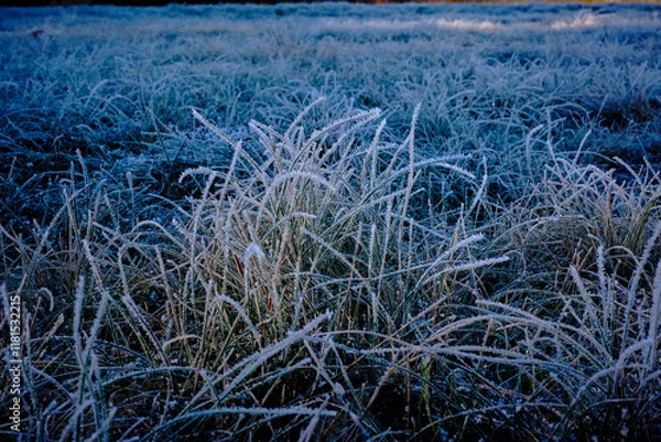 Fototapeta Beautiful tiny ice crystals in the shape of needles and trumpets on the leaves of the grass in the lawn.