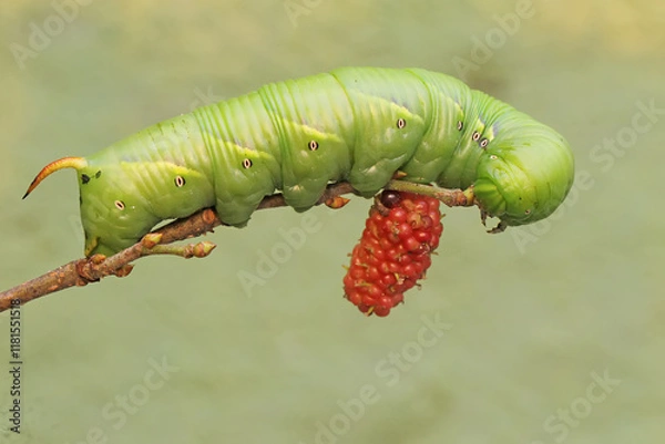 Fototapeta A tobacco hornworm is eating ripe mulberry fruit on the tree. This bright green caterpillar has the scientific name Manduca secta.